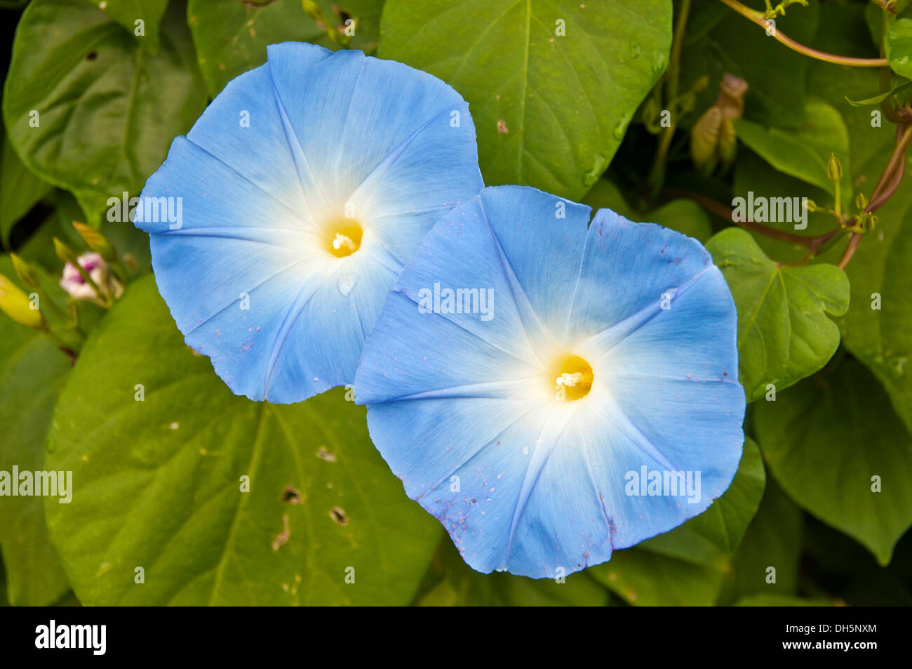 Blue Star (Ipomoea tricolore "celeste") Foto Stock