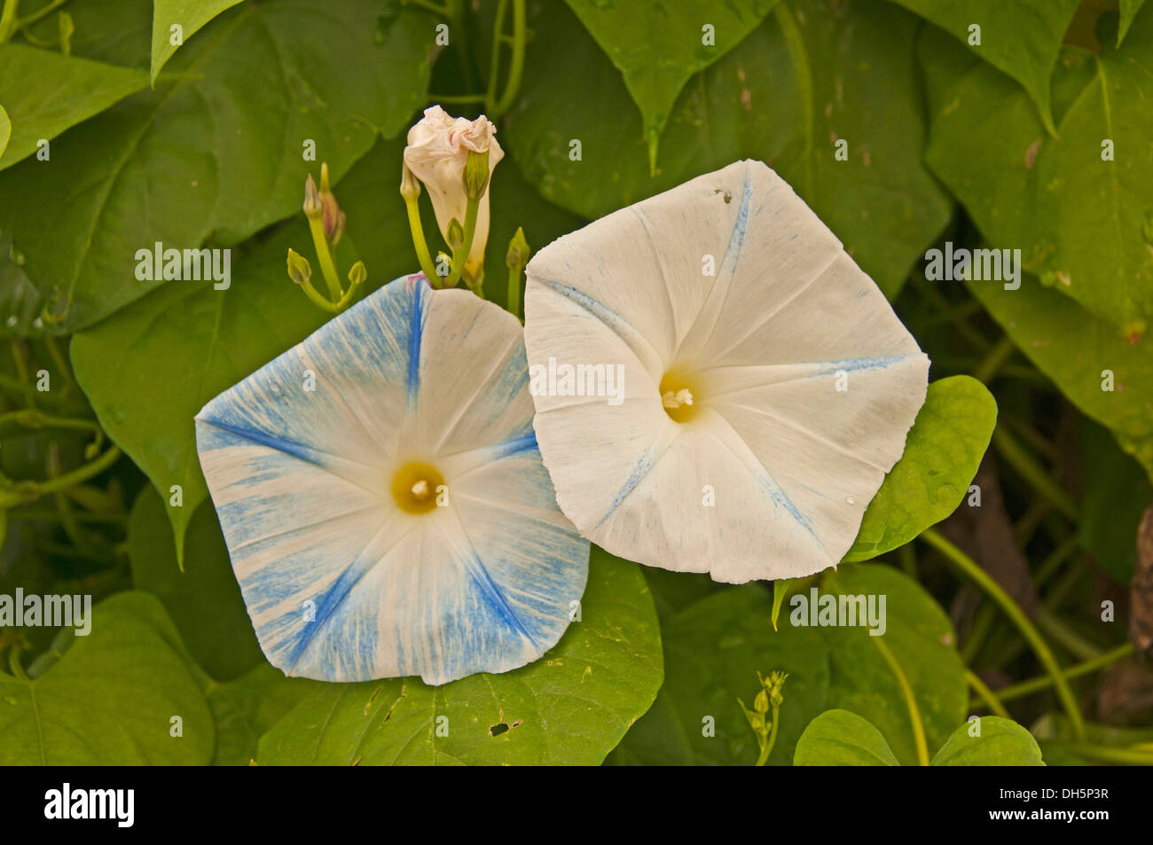 Blue Star (Ipomoea tricolore "celeste") Foto Stock