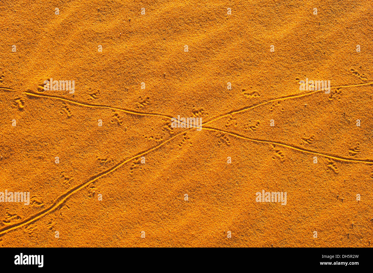 Le vie di una piccola lucertola nelle dune di sabbia di Erg Chebbi, il Deserto del Sahara in Marocco Foto Stock