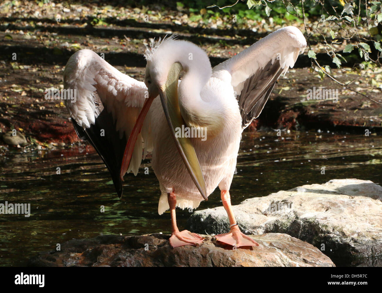 Great White Pelican (Pelecanus onocrotalus) sbattimento ali mentre preening Foto Stock