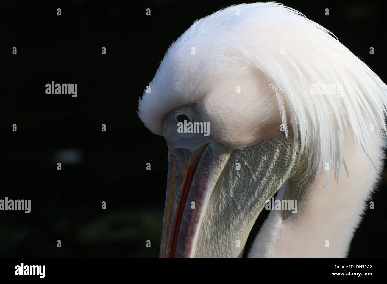 Extreme close-up della testa di un grande bianco Pellicano (Pelecanus onocrotalus) Foto Stock