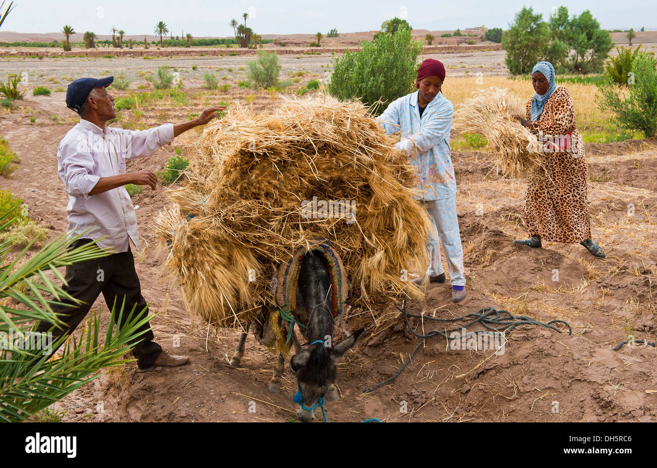 Berber l uomo e diverse donne caricamento di un asino con la granella raccolta, Marocco, Africa Foto Stock
