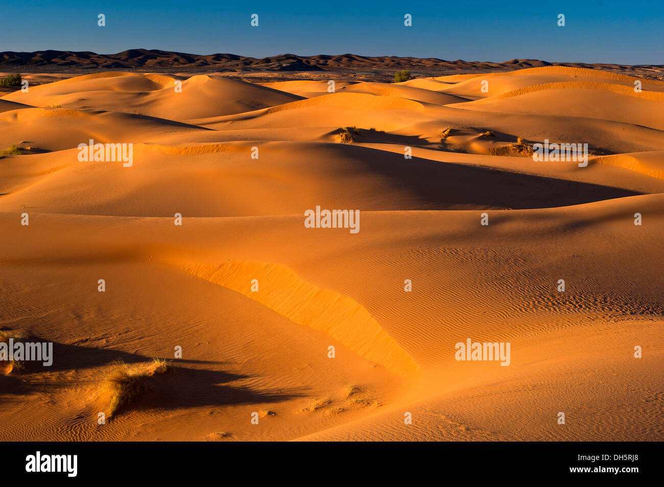 Le dune di sabbia di Erg Chebbi, il deserto del Sahara, sud del Marocco, Marocco, Africa Foto Stock