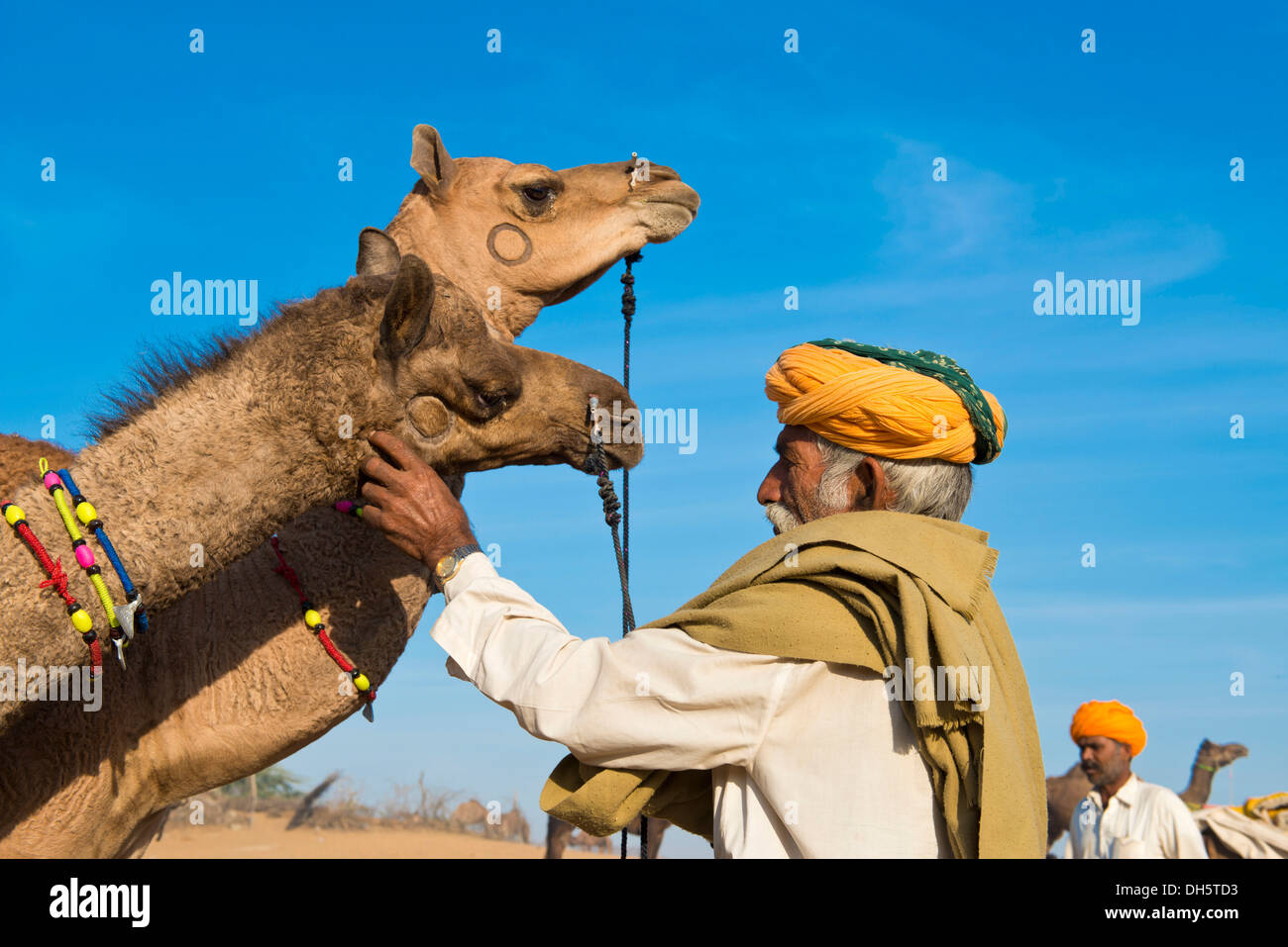 Uomo indiano con un turban sta esaminando due cammelli, mercato di cammelli, Pushkar Fair, Pushkar, Rajasthan, India Foto Stock