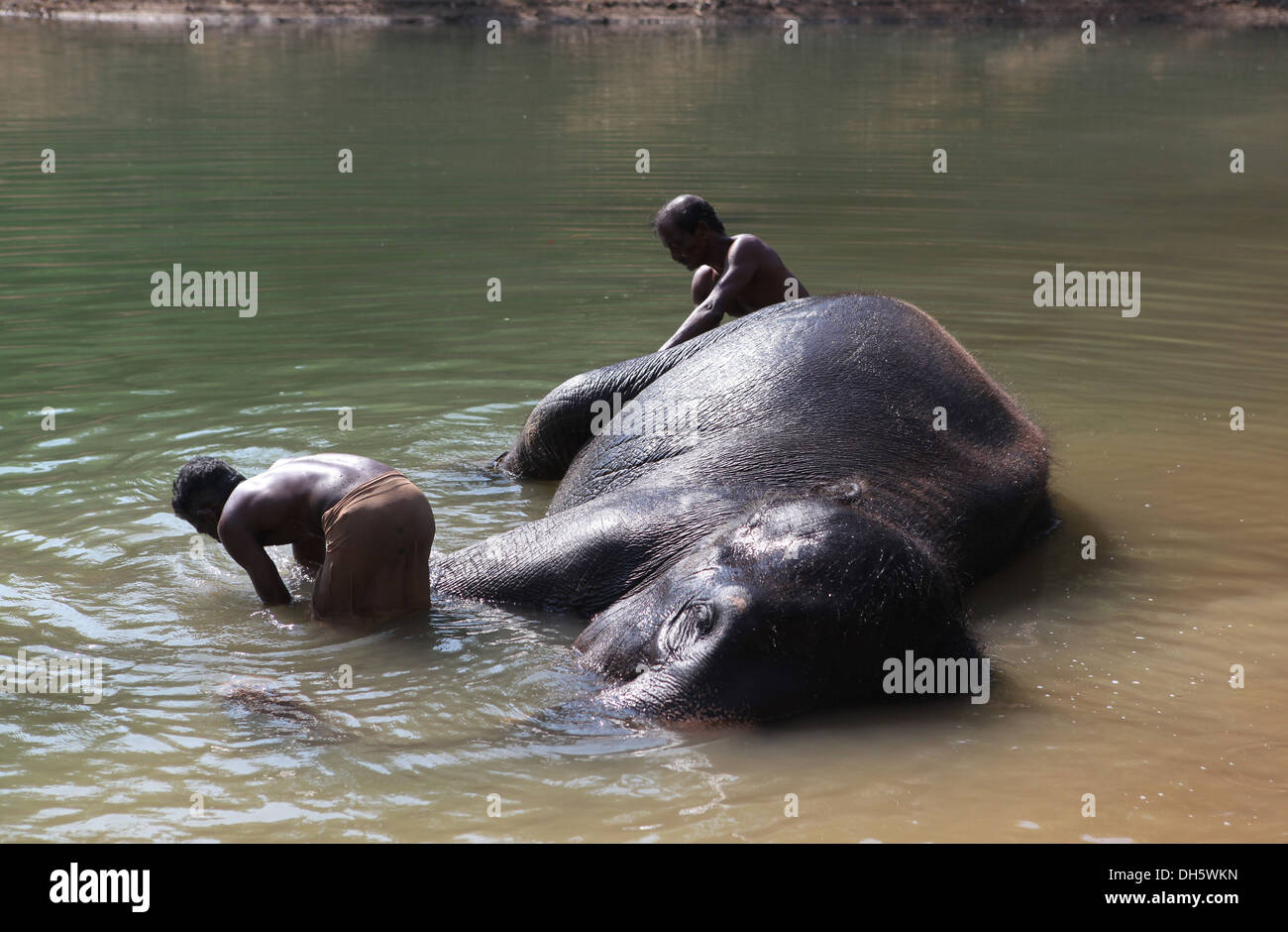 Mahouts pulizia di un elefante Asiatico (Elephas maximus), Kappukadu Elefante Centro di riabilitazione,l'India. Foto Stock