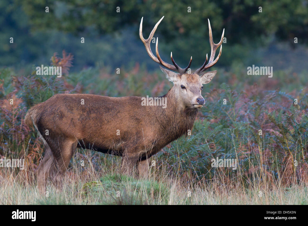 Maschio rosso cervo nella campagna britannica durante il rut. Ottobre Foto Stock