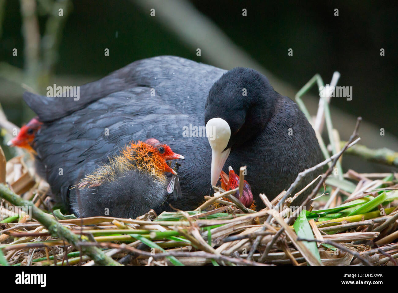 Eurasian folaga (fulica atra) con pulcini in un nido, Nord Hesse, Hesse, Germania Foto Stock