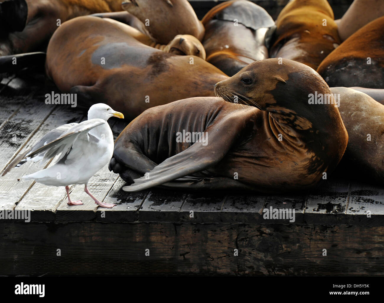 Gabbiano occidentale (Larus occidentalis) e California i leoni di mare (Zalophus californianus) su Pier 39, Fisherman Wharf, Porto Foto Stock