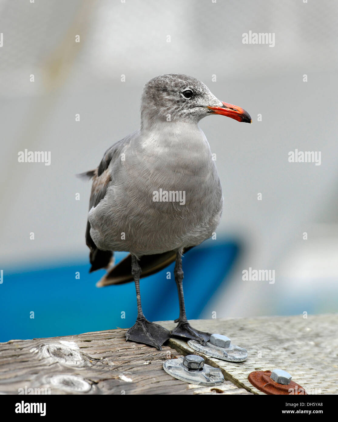 Gabbiano occidentale (Larus occidentalis), la delinquenza giovanile, la baia di San Francisco, San Francisco, California, Stati Uniti d'America Foto Stock