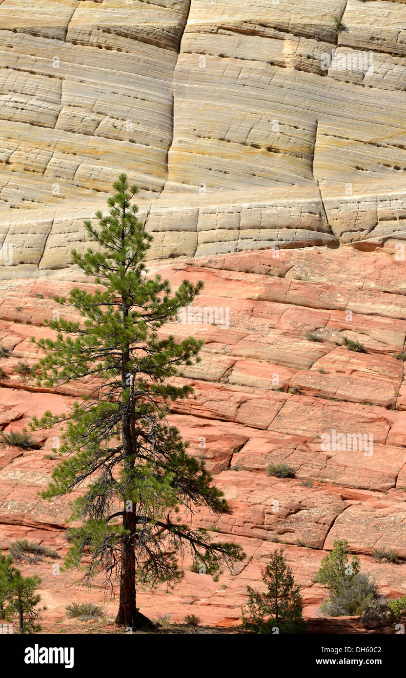 Yellow Pine (Pinus ponderosa) nella parte anteriore della struttura di pietra arenaria di Checkerboard Mesa Table Mountain, Parco Nazionale Zion, Utah Foto Stock