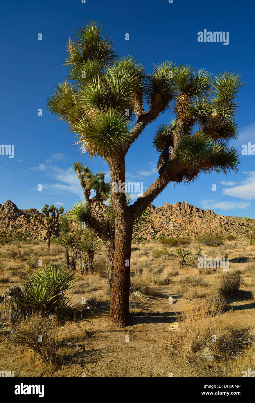 Joshua Tree o Albero di palme di Yucca (Yucca brevifolia), Hidden Valley, Joshua Tree National Park, Deserto Mojave, California Foto Stock