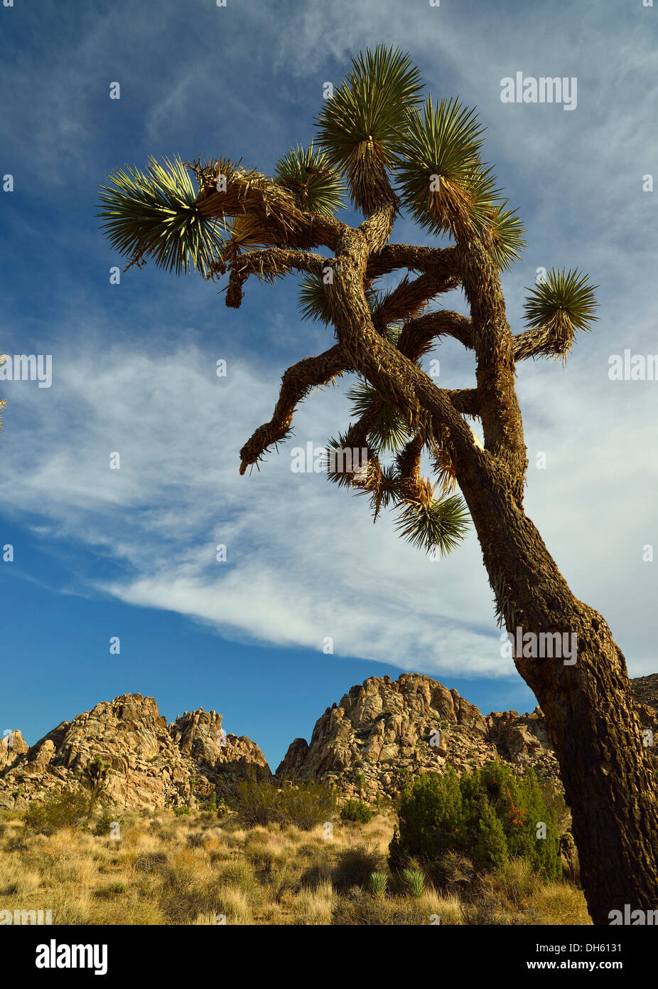 Joshua tree (Yucca brevifolia), Joshua Tree National Park, Deserto Mojave, CALIFORNIA, STATI UNITI D'AMERICA Foto Stock