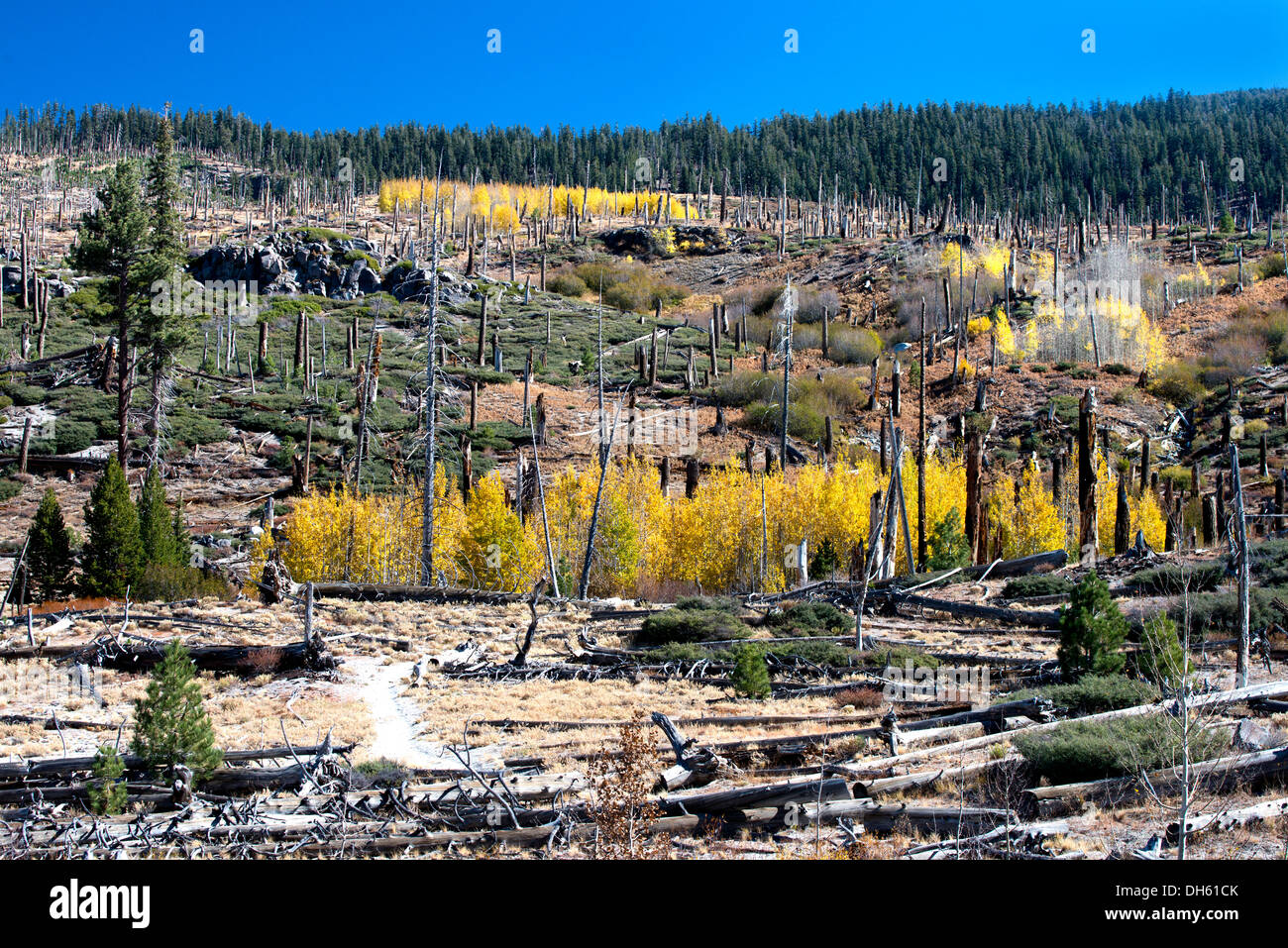 Foresta in Devils Postpile National Forest recupera dal fuoco Foto Stock