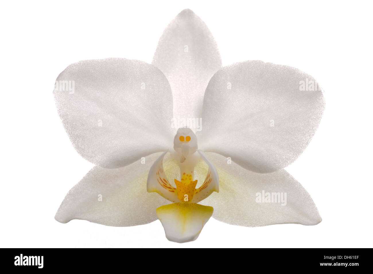 White Orchid bloom isolate su sfondo bianco Foto Stock