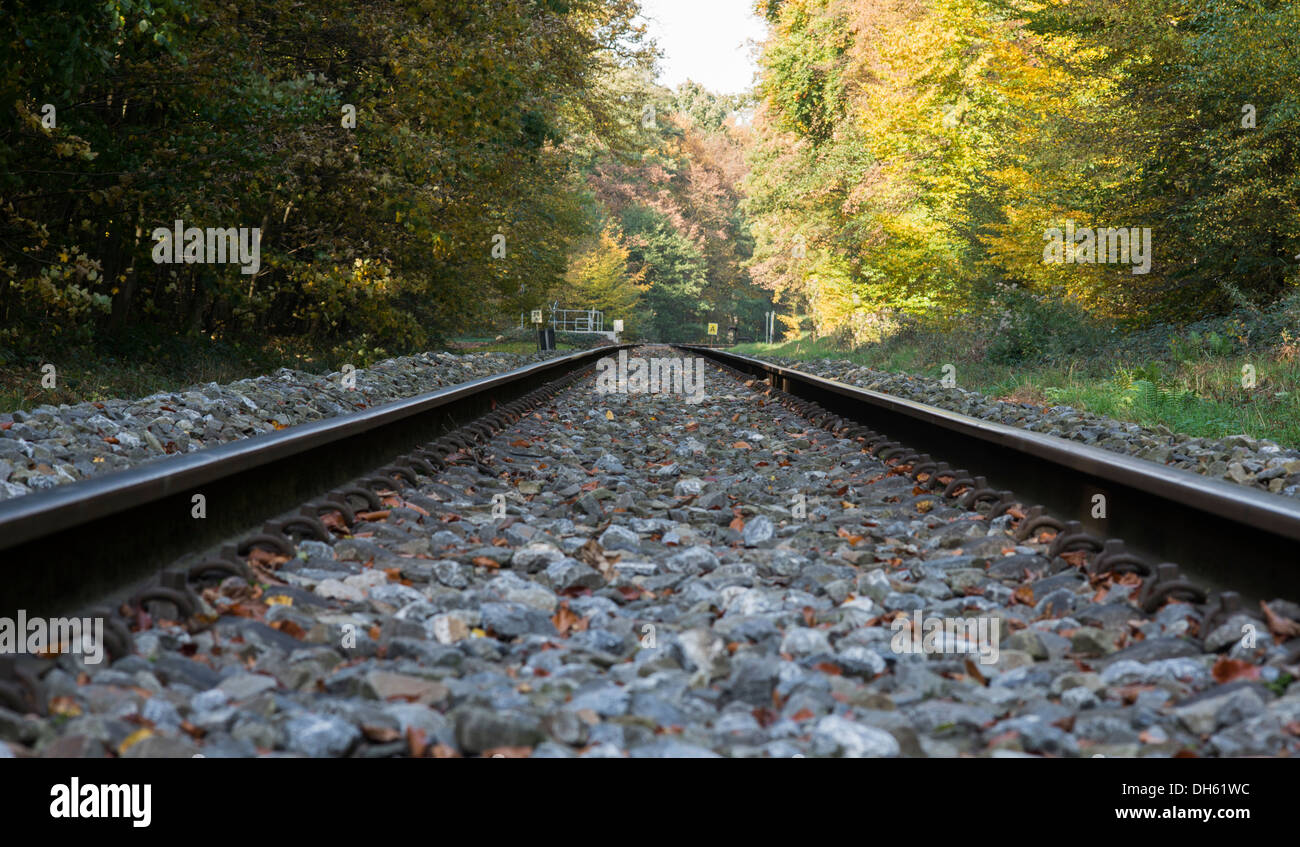 Ferrovia via nella foresta di autunno Foto Stock