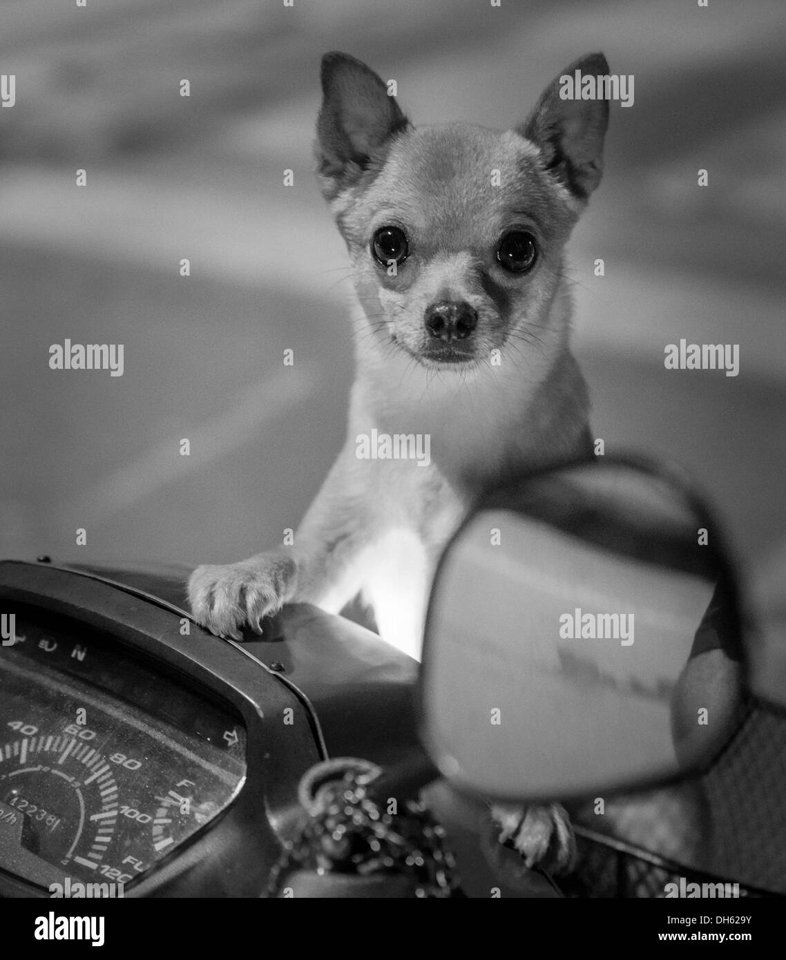 Chihuahua cane in posizione eretta nella parte anteriore di uno scooter a motore, avviso, guardando nella telecamera. Foto Stock