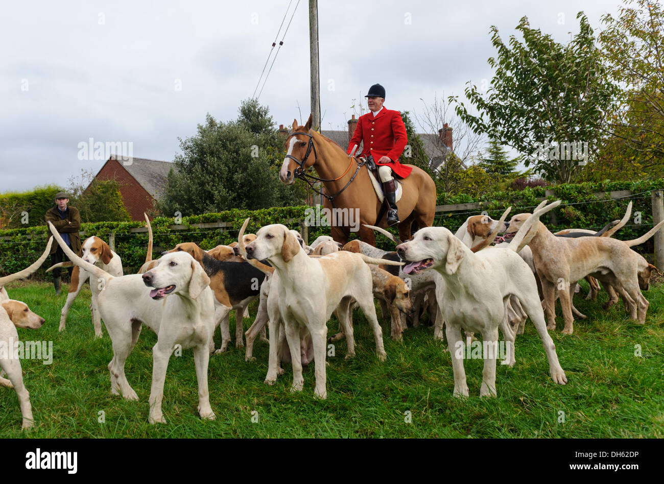 Queniborough, Leicestershire, Regno Unito. 1 novembre 2103. Quorn Huntsman Peter Collins e i suoi segugi a caccia tradizionale di un inizio di stagione si incontrano a Queniborough. Credito: Nico Morgan/Alamy Live News Foto Stock