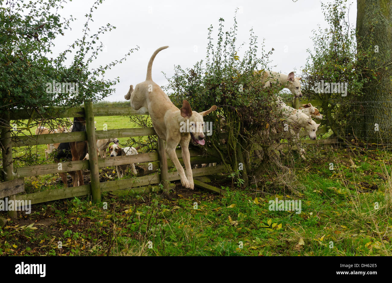 Queniborough, Leicestershire, Regno Unito. 1 novembre 2103. Quorn Hunt foxhounds visualizzare la loro agilità durante il loro incontro nel mese di novembre, il tradizionale inizio della caccia alla volpe stagione. Credito: Nico Morgan/Alamy Live News Foto Stock