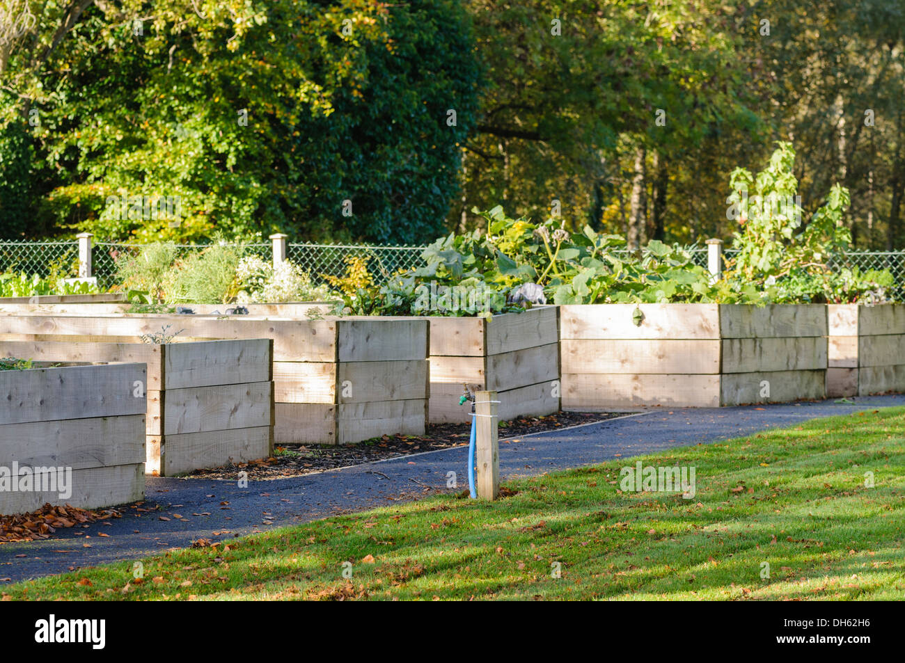 Sollevate i letti per la coltivazione di ortaggi in un giardino comunitario Foto Stock