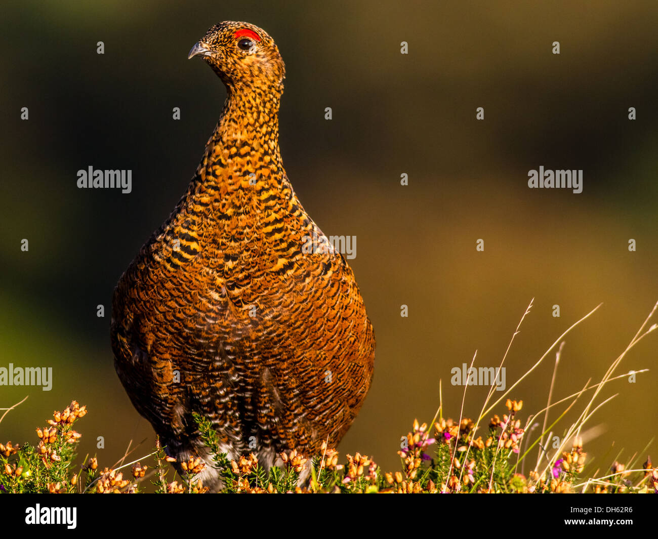 Red Grouse (lagopus lagopus) nella luce del sole su un heathery moor Foto Stock