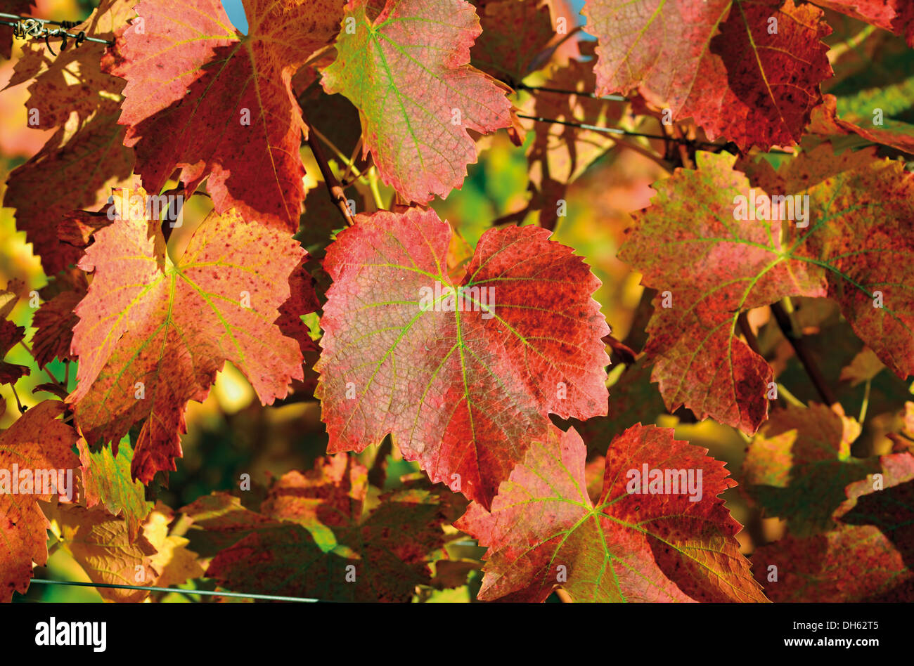 Germania, Baden-Württemberg: foglie di vite con caldi colori autunnali dei vigneti Weinsberg nello scorso ottobre sun Foto Stock
