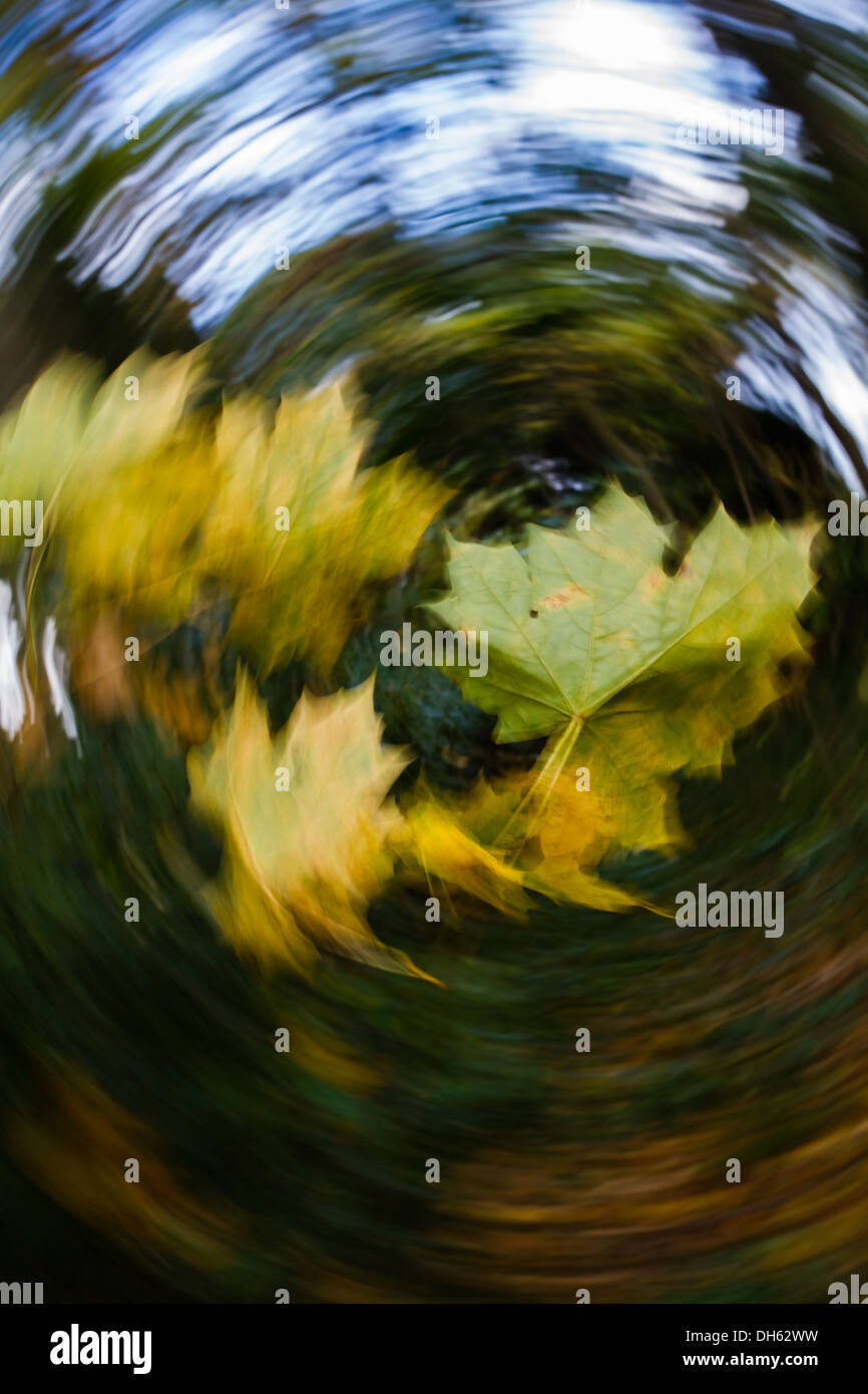 Bizzarre autunno immagine: giornata di vento - foglie di vorticazione Foto Stock