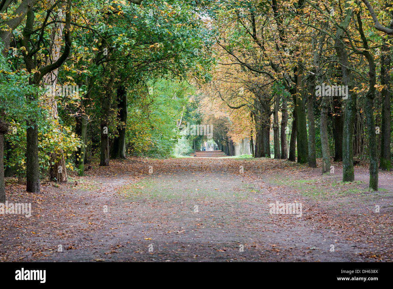 Collezione autunno foresta gildehaus in Germania Foto Stock