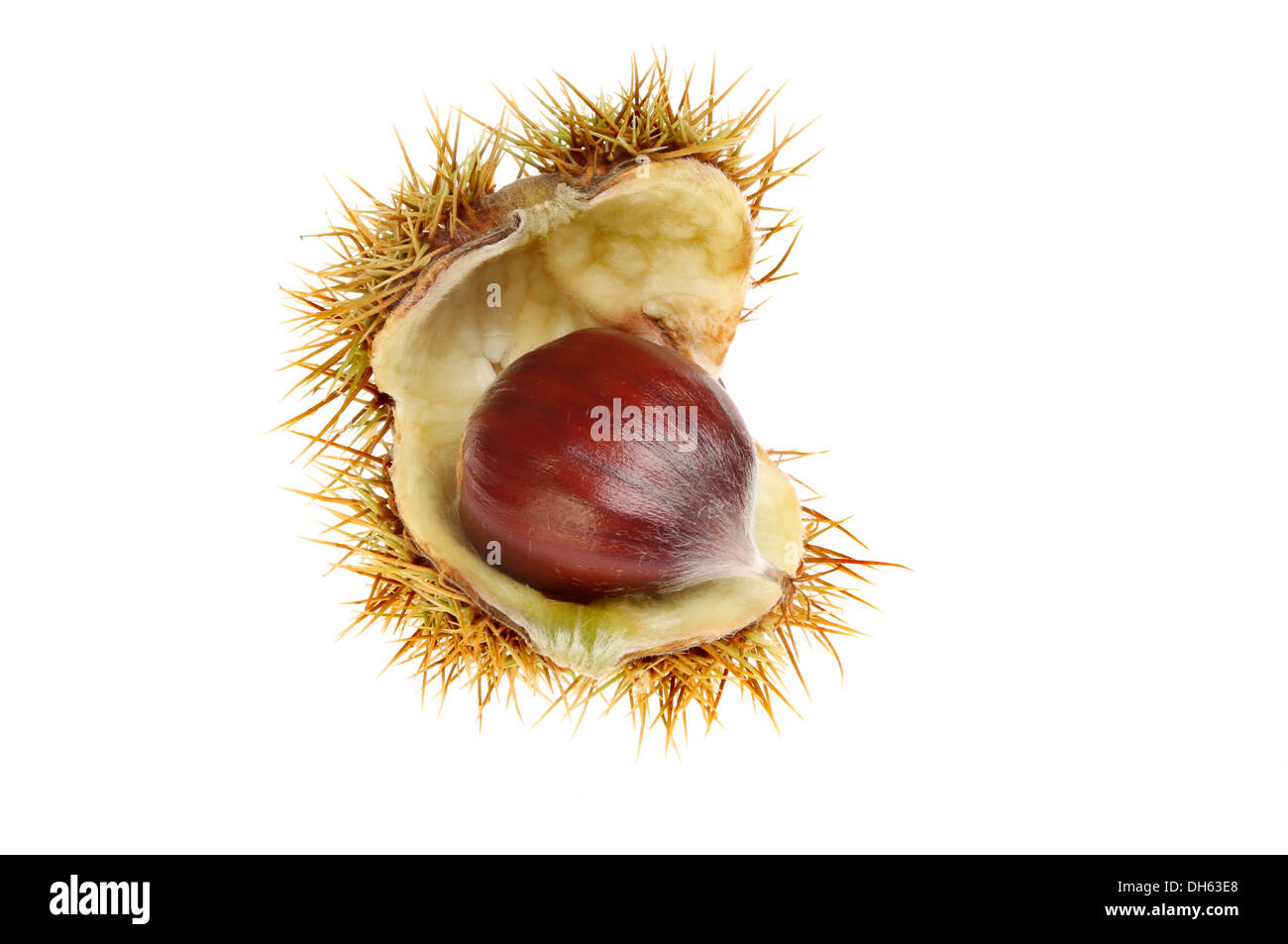 Mature sweet chestnut in un seme di un seme coccolone pod isolata contro bianco Foto Stock