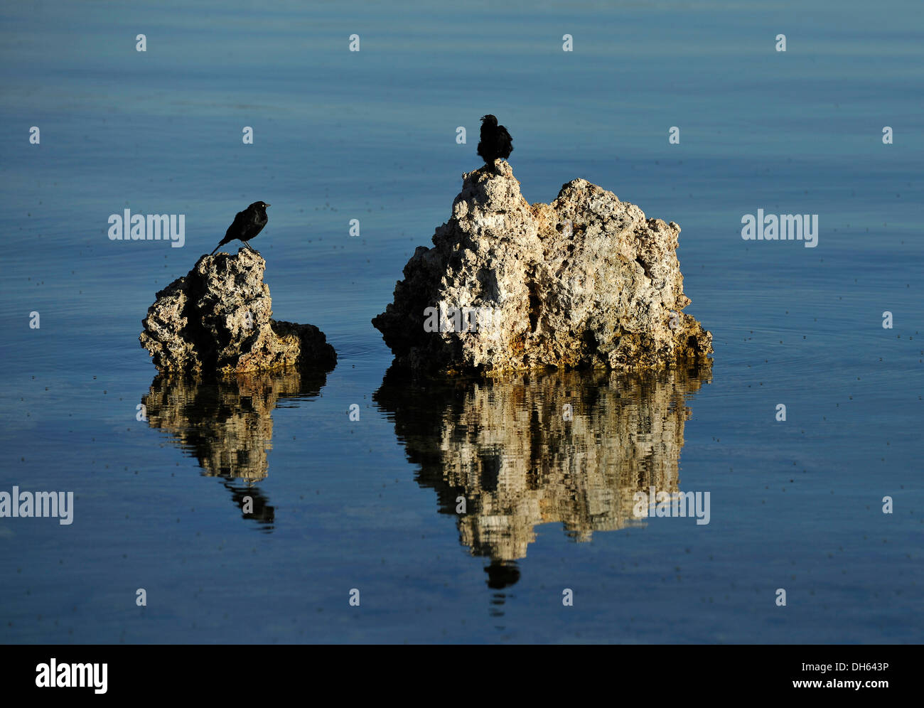 Uccelli e Riva vola (Ephydra hians), tufo, calc-tufo formationss, Mono lago, una soluzione salina lago di soda, Sud Area di tufo Foto Stock