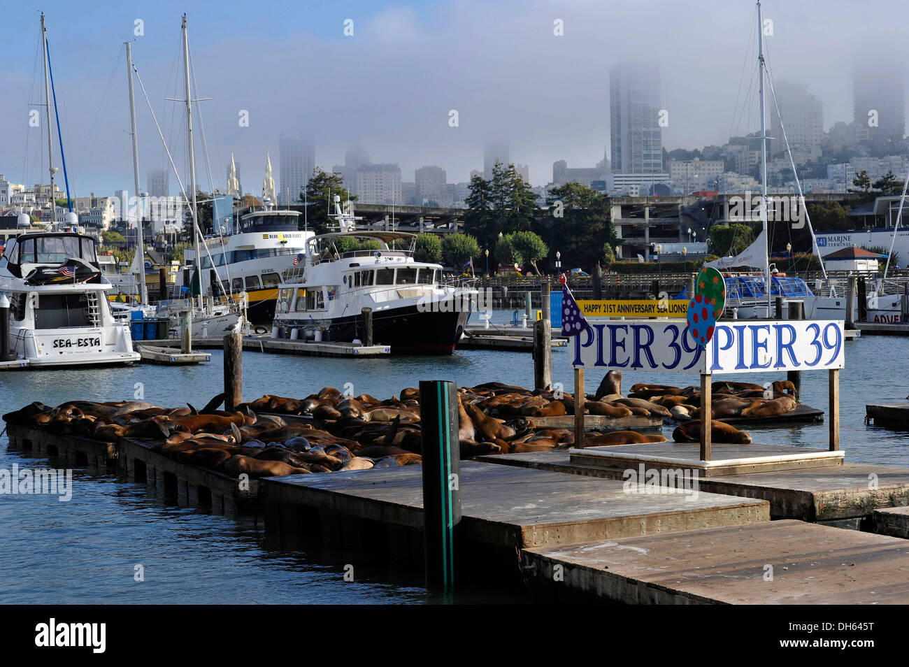 Segno di benvenuto il ventunesimo anniversario, California i leoni di mare (Zalophus californianus) al Pier 39, marina, Fisherman Wharf Foto Stock