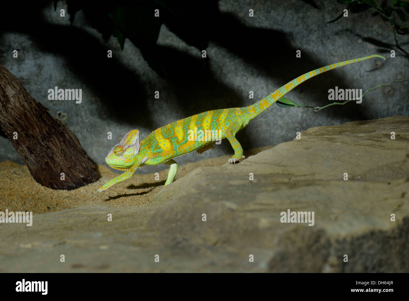 Yemen Chameleon (Chamaeleo calyptratus), nativo di Yemen, Arabia Saudita, Stoccarda, Baden-Württemberg, Germania Foto Stock