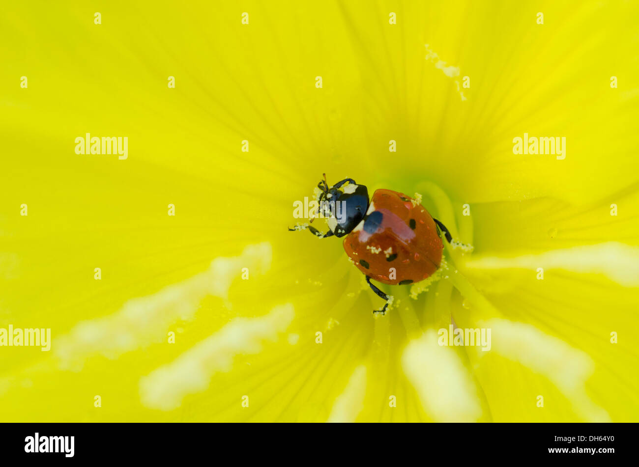 Evening Primerose [Oenothera spp] close-up di all'interno del fiore con sette-spot ladybird Inghilterra UK Luglio. Ladybird mangiare il polline Foto Stock