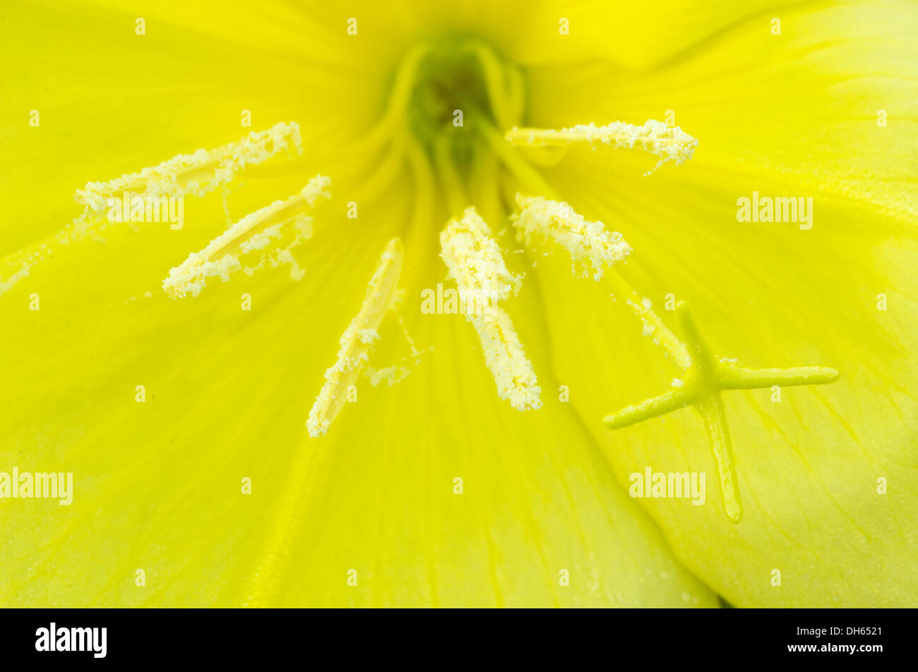 Evening Primerose [Oenothera spp] close-up di all'interno del fiore Foto Stock
