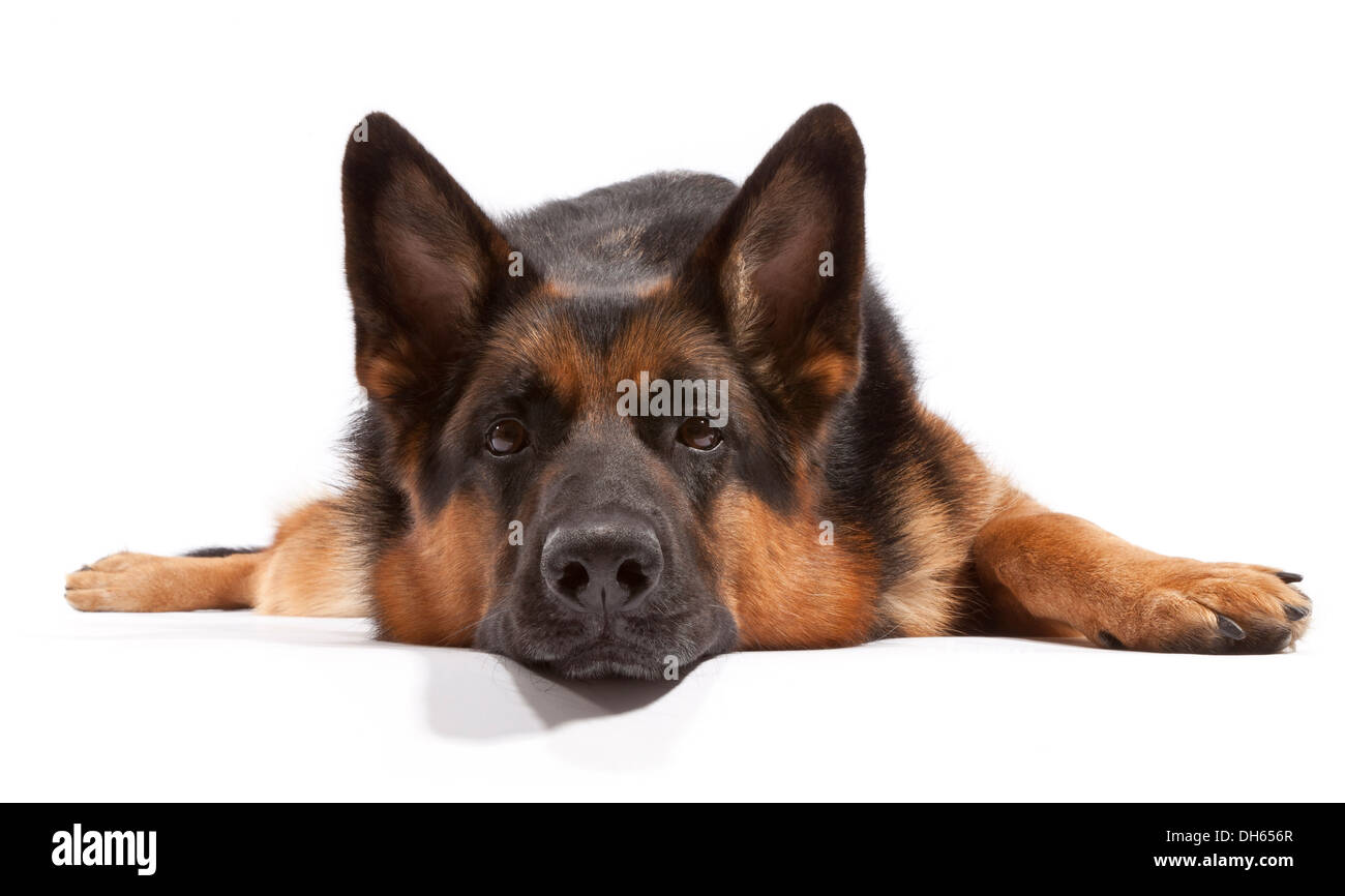 Pastore Tedesco cane di età compresa tra i 3 anni, maschio Foto Stock