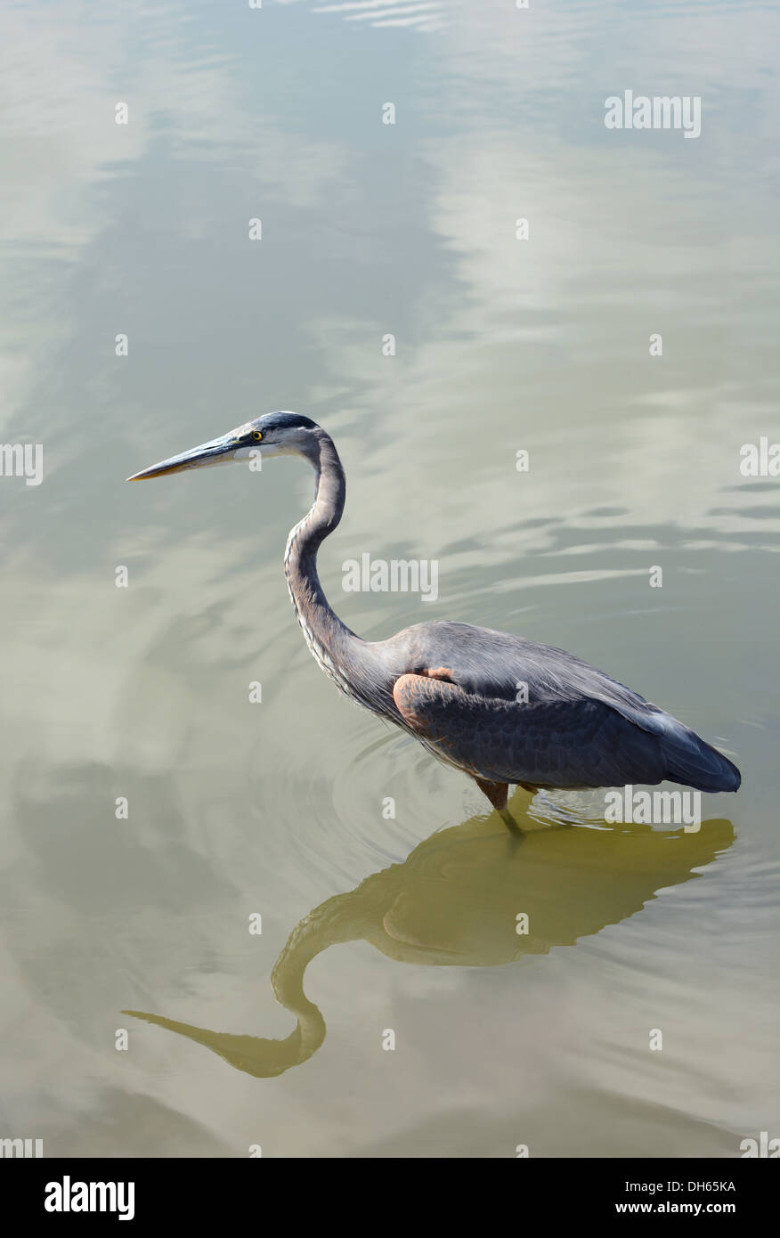 Airone blu, (Ardea erodiade) a grandi trampolieri comune alle rive del mare aperto e zone umide Foto Stock