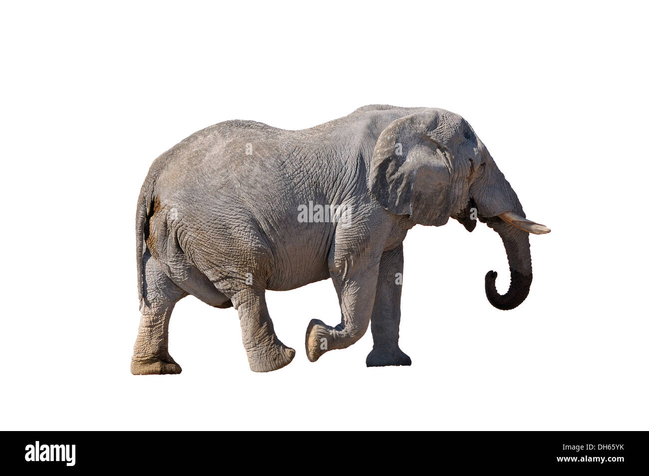 Elephant passeggiate nel Parco Nazionale di Etosha, Namibia Foto Stock