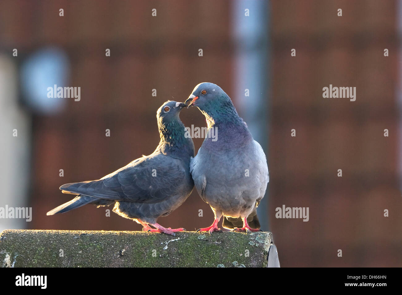 Piccioni domestici (Columba livia domestica), la fatturazione di corteggiamento sul tetto Foto Stock