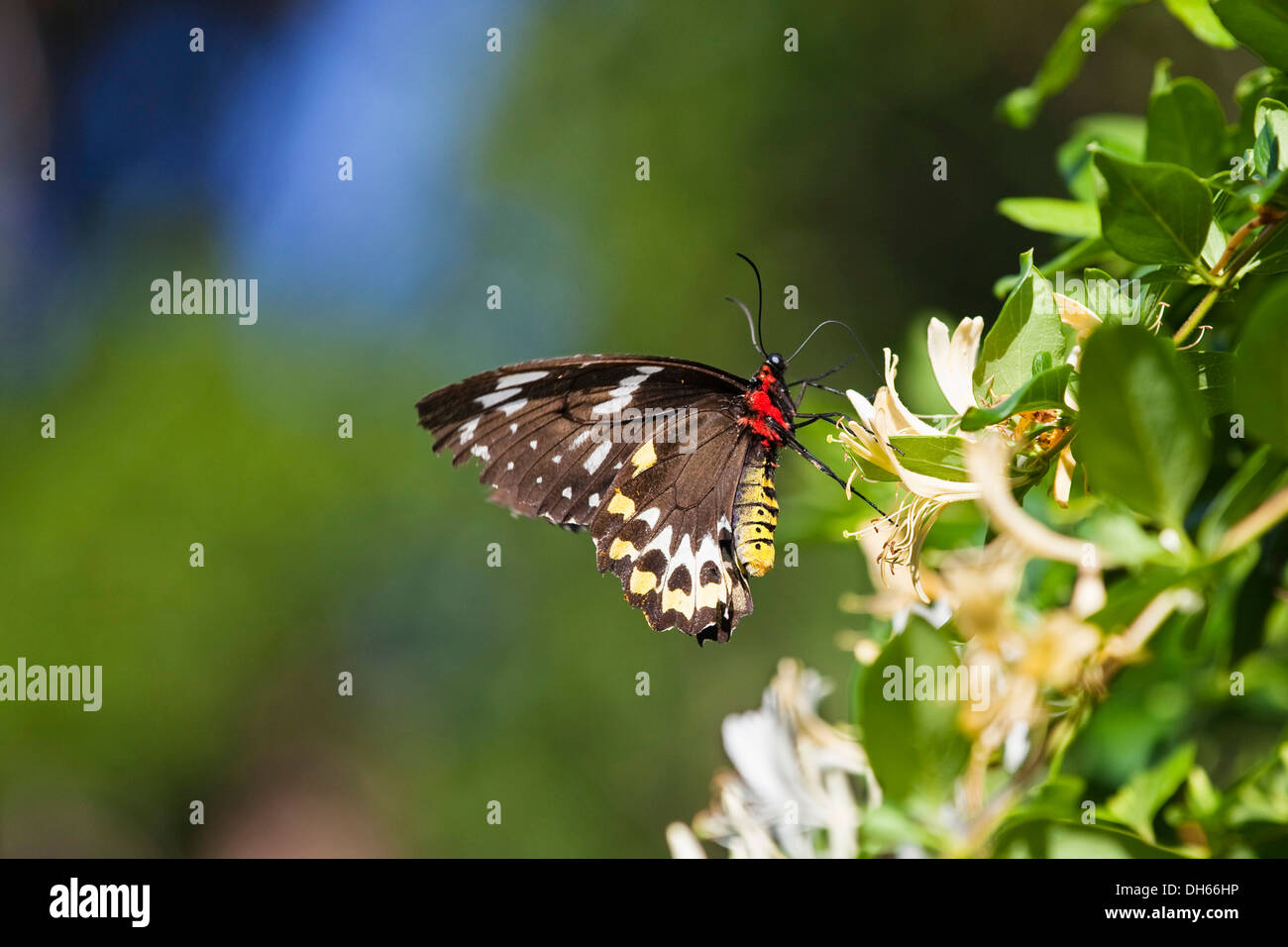 Cairns (Papilionidae Ornithoptera priamus), femmina farfalla su un fiore, altopiano di Atherton, Queensland, Australia Foto Stock