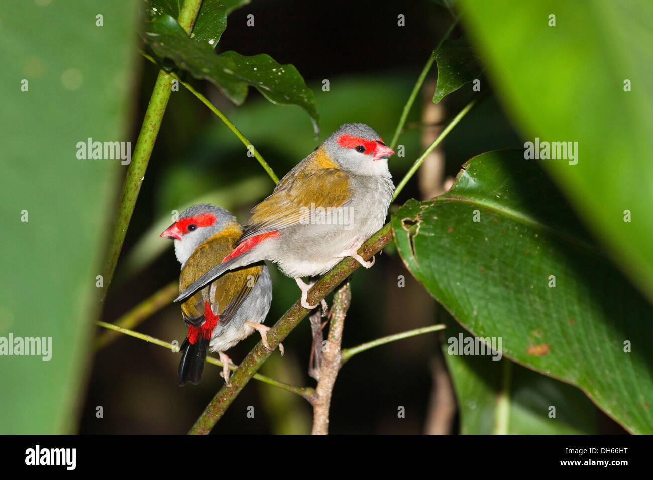 Coppia di Red-browed Finches (Neochmia temporalis), Queensland, Australia Foto Stock