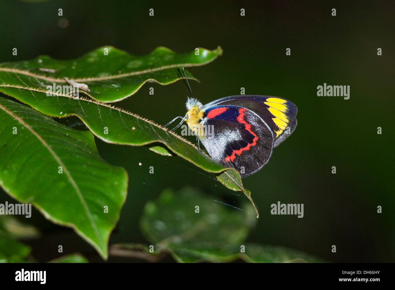 Farfalle tropicali, Nero Jezebel (Delias nigrina), foresta pluviale, altopiano di Atherton, Queensland, Australia Foto Stock