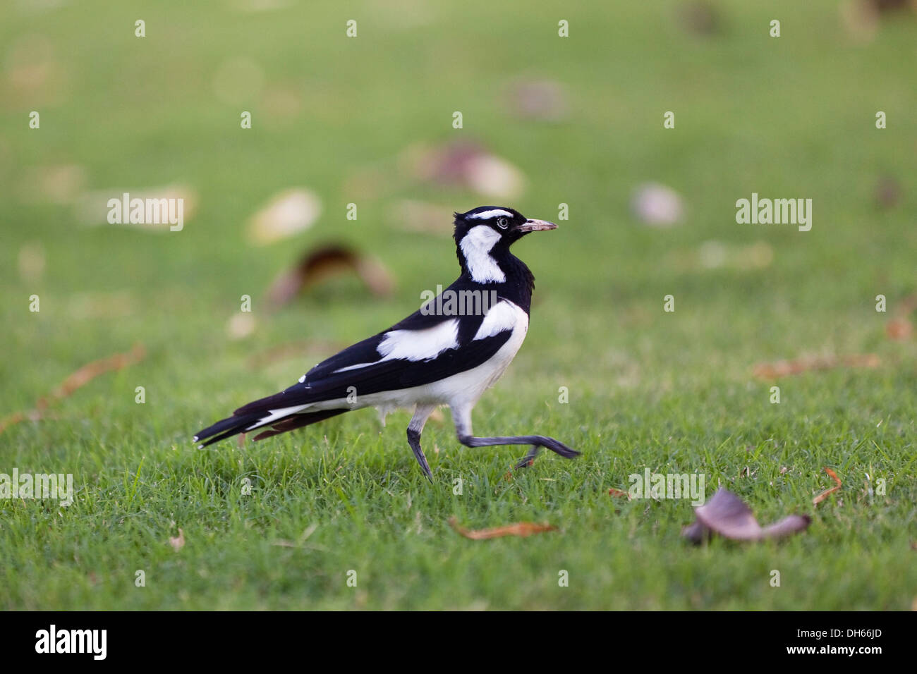 Gazza Lark (Grallina cyanoleuca), maschio, Queensland, Australia Foto Stock