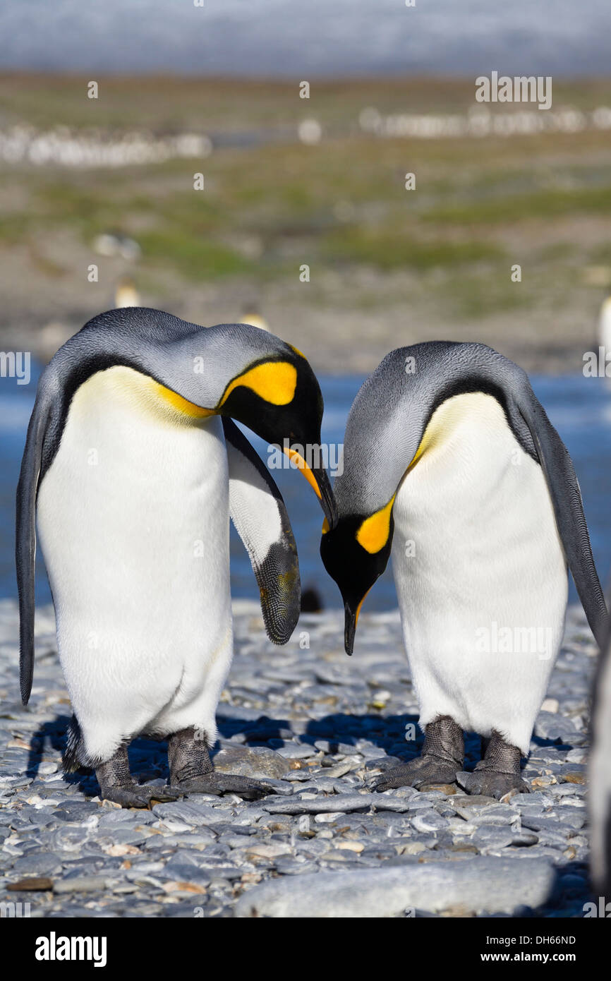 Re pinguini (Aptenodytes patagonicus), St Andrews Bay, Georgia del Sud, sub-Antartide e Antartico Foto Stock
