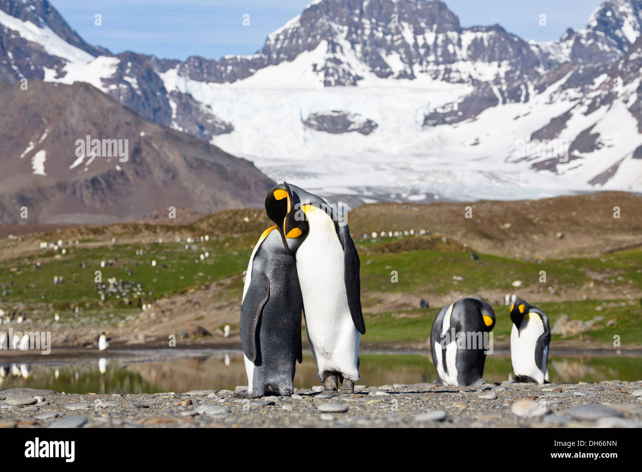 Re pinguini (Aptenodytes patagonicus), coppia nel corteggiamento, St Andrews Bay, Georgia del Sud, sub-Antartide e Antartico Foto Stock