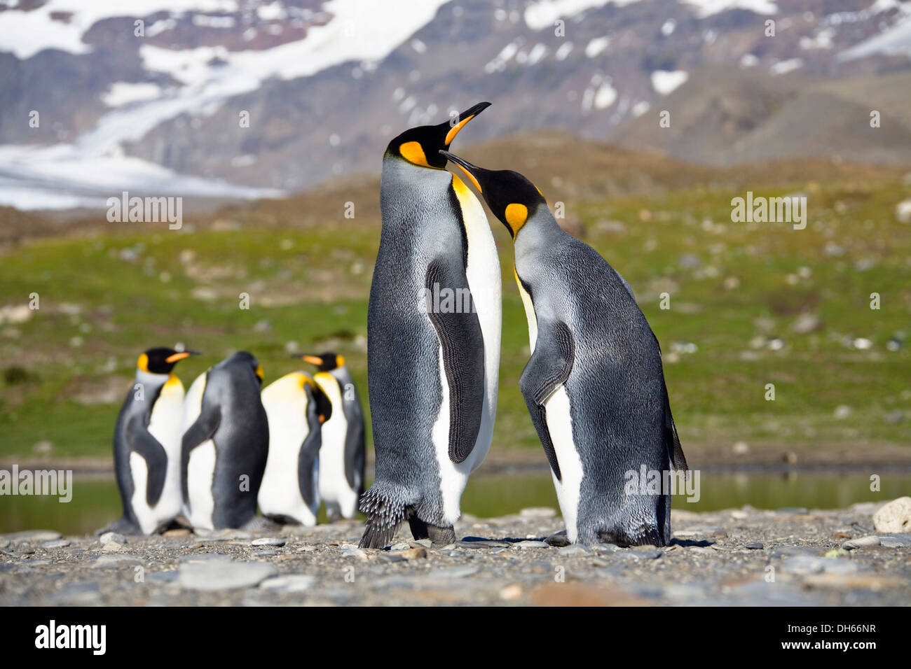 Re pinguini (Aptenodytes patagonicus), St Andrews Bay, Georgia del Sud, sub-Antartide e Antartico Foto Stock