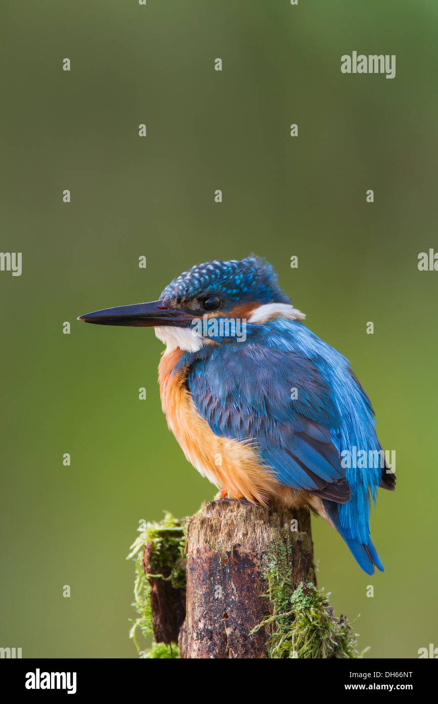 Comune maschio Kingfisher (Alcedo atthis) sat appollaiato sul post dal fiume. Fiume Swale, Yorkshire Dales, North Yorkshire, Regno Unito Foto Stock