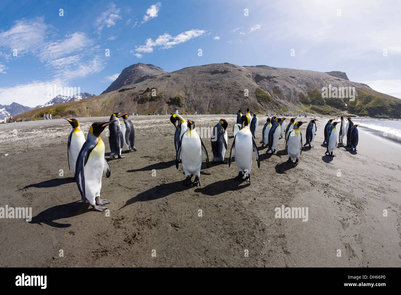 Re pinguini (Aptenodytes patagonicus), St Andrews Bay, Georgia del Sud Antartide Foto Stock