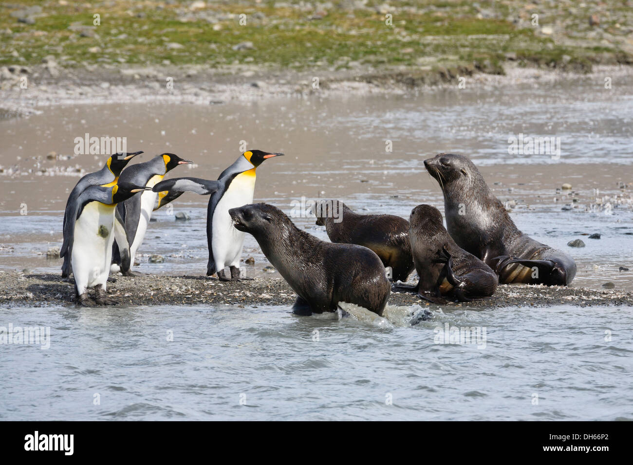 Re pinguini (Aptenodytes patagonicus) e le foche (Arctocephalus gazella), St Andrews Bay, Georgia del Sud Foto Stock