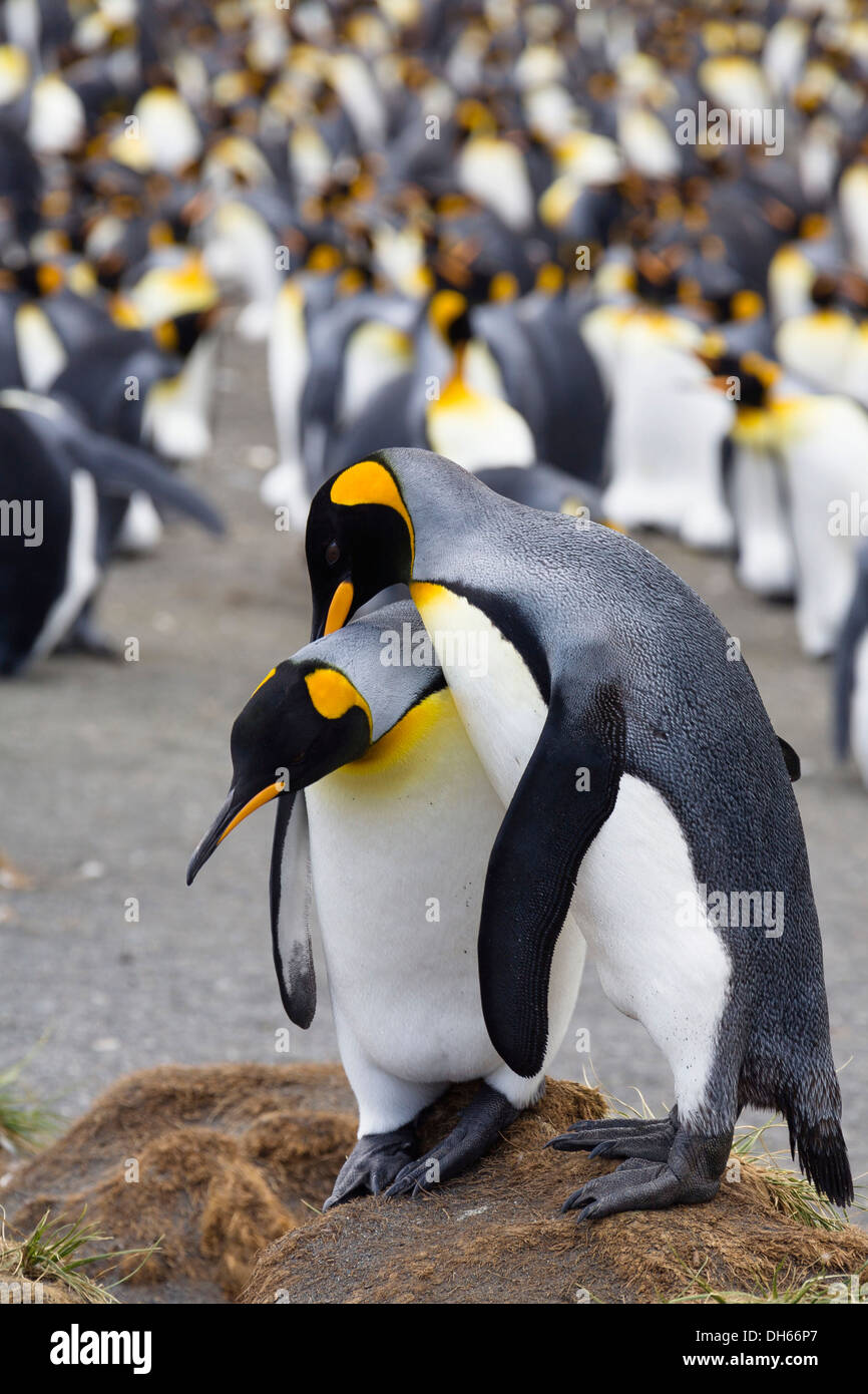 Re pinguini (Aptenodytes patagonicus), coppia nel corteggiamento, oro Harbour, Georgia del Sud Antartide Foto Stock