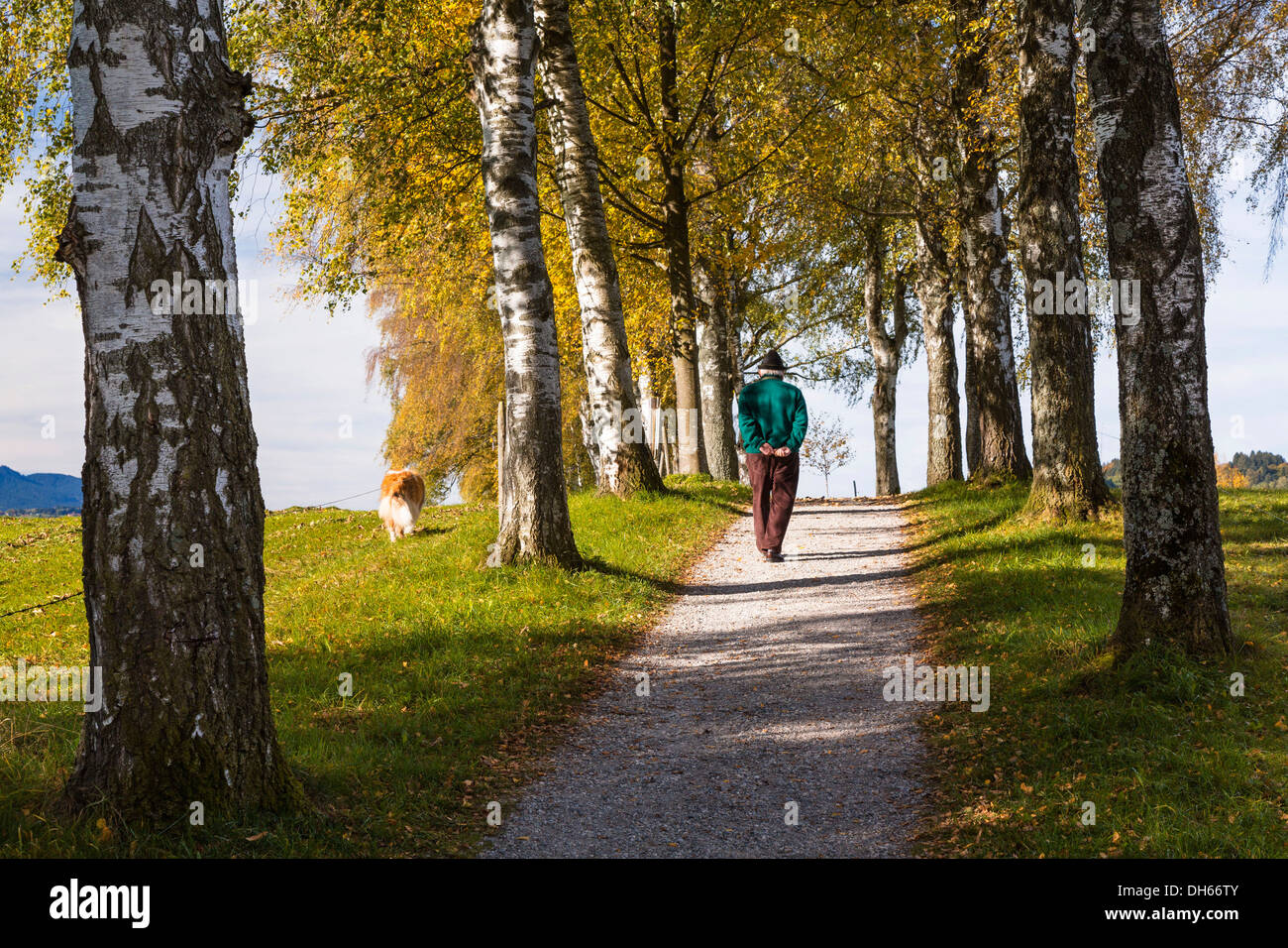Rambler con un cane a camminare verso il basso una betulla vicolo in autunno, Uffing, Alta Baviera, Baviera, Germania Foto Stock