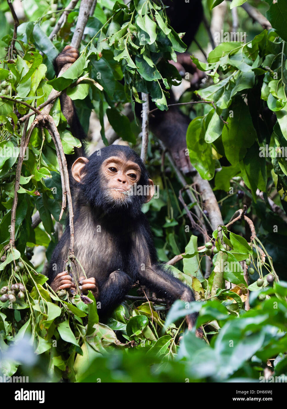 I giovani di uno scimpanzé (Pan troglodytes), monti Mahale Nationalpark, Ostafrika, Tanzania Foto Stock